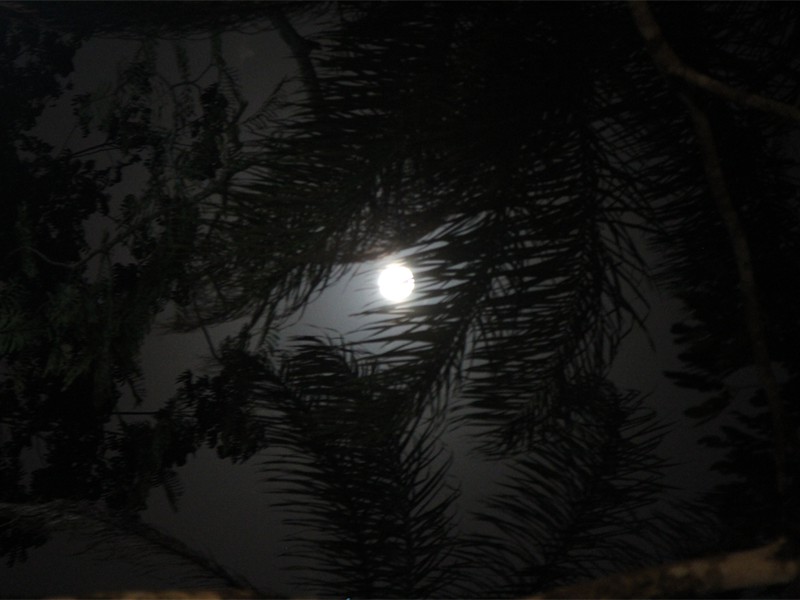 Full moon in the Jungle