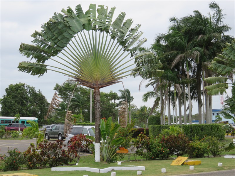 Unique Palm 