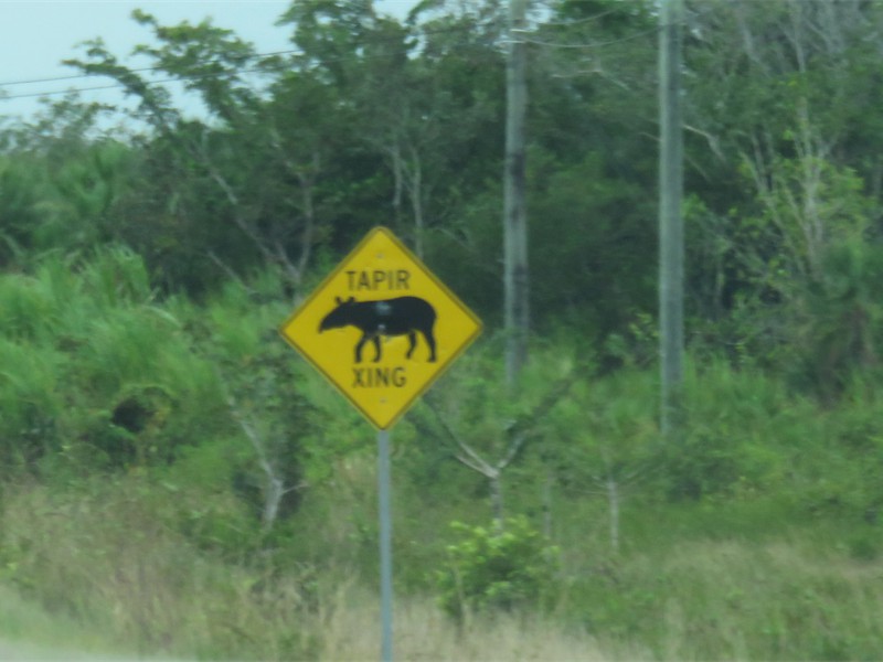 Ant Eaters?