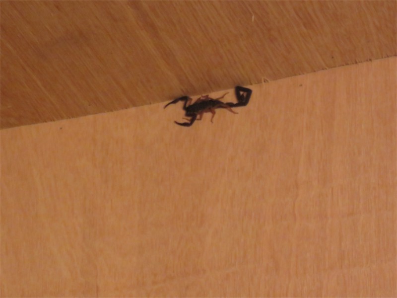These critters  lived in the girls cabin