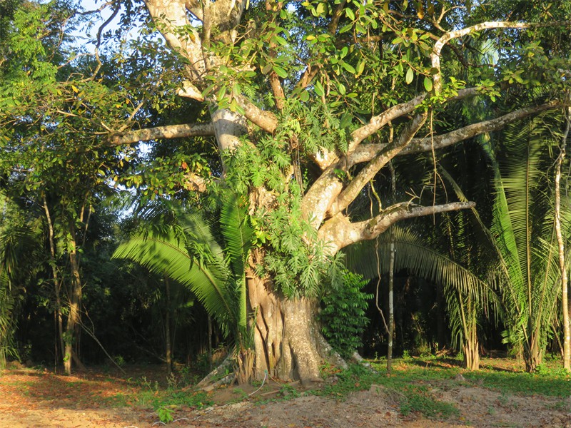 Very old Fig Tree on the Campus