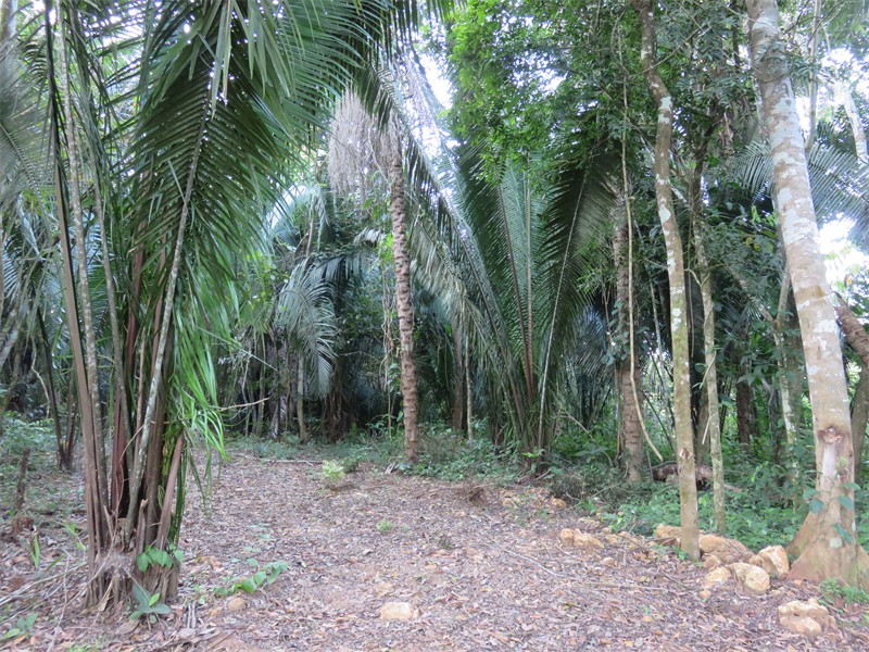 A cleared path
