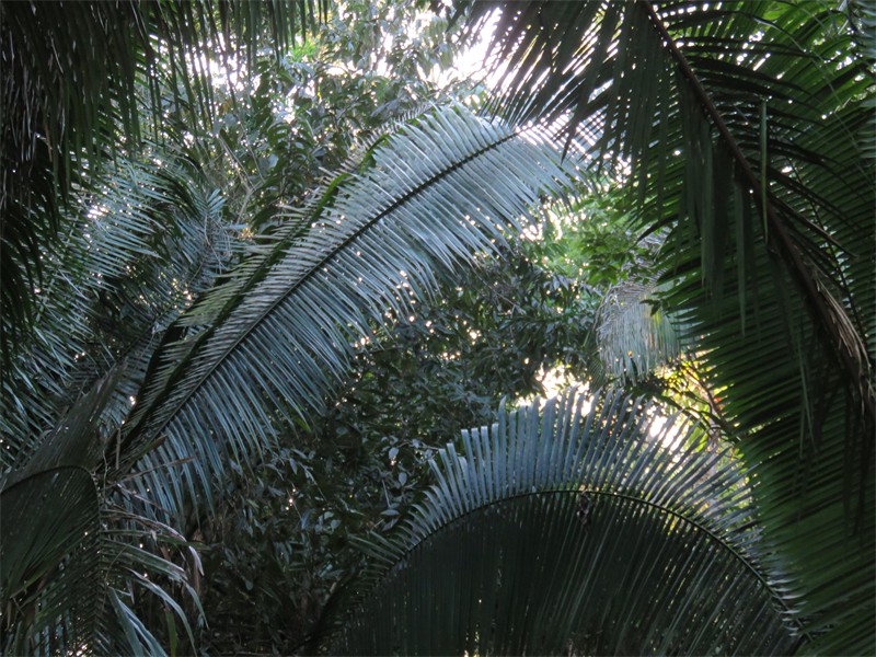 A view of the Underbrush