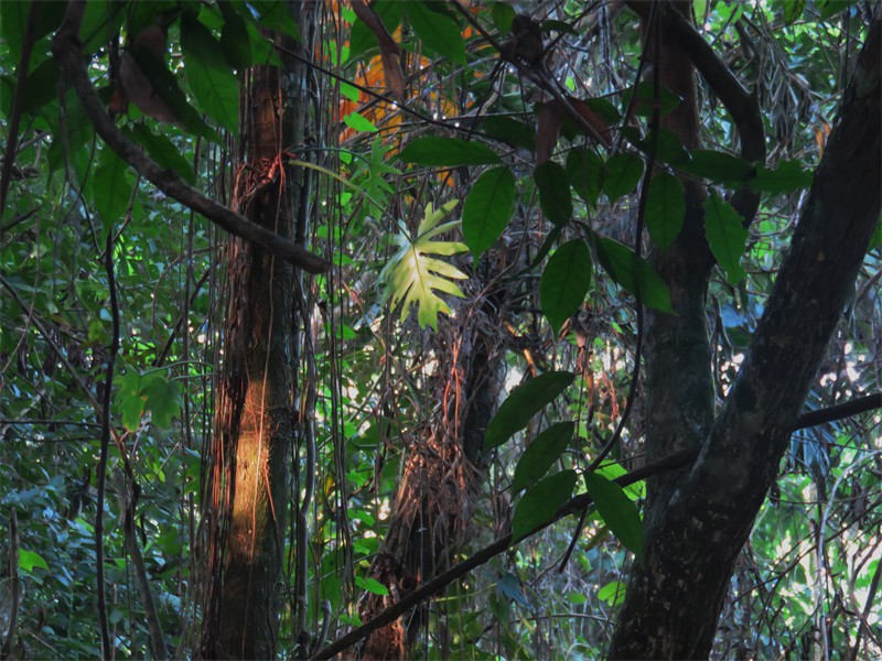 A view of the Canopy