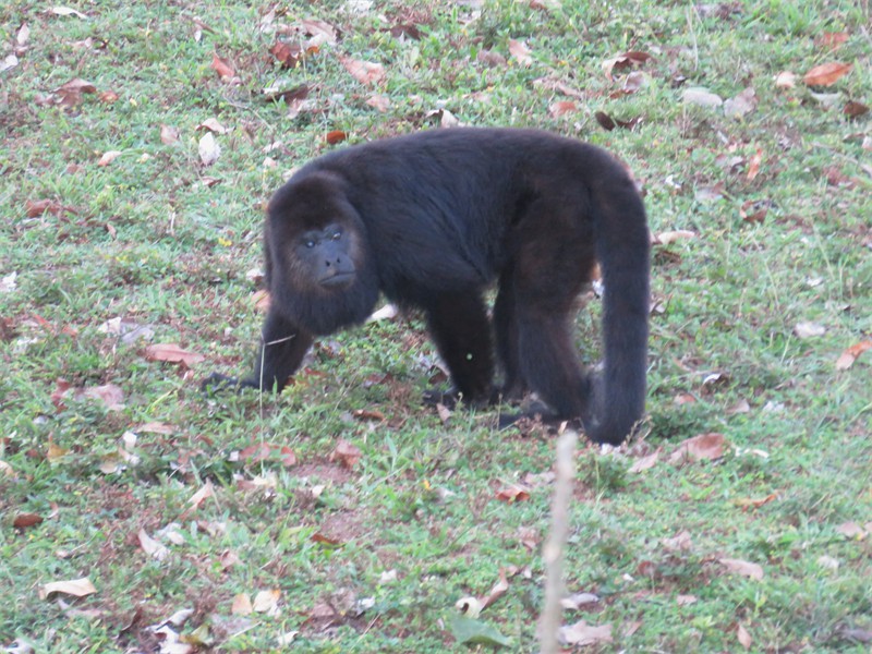 Critters living near and around us. -   Howler Monkey