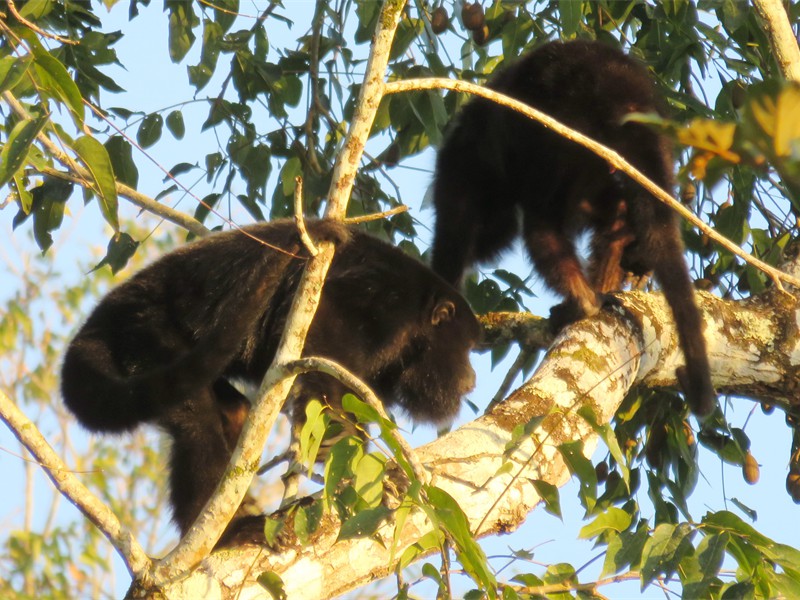 More Monkeys