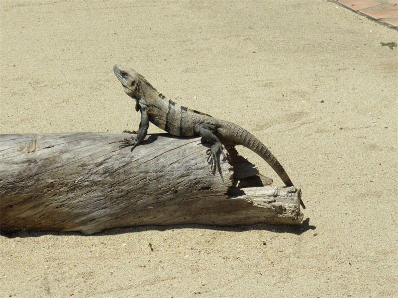 Critters living near and around us. -  Wish Willy Lizard
